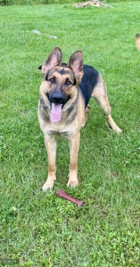 Pure bred shepherd Listing Image