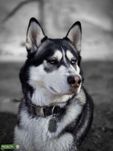 Half Alaskan half Siberian Listing Image