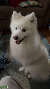 White F2 Pomsky Listing Image