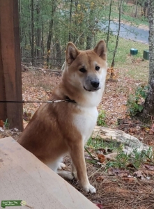 Toshi – Red Shiba Inu Available for Stud Listing Image