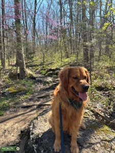 Handsome AKC Purebred Golden Retriever STUD Listing Image