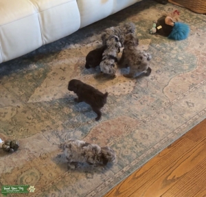 Toy Chocolate/Dapple Poodle Puppies Listing Image