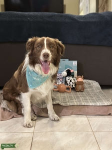 Choc/White Border Collie Stud Listing Image