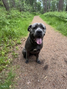 Cane corso looking for stud  Listing Image