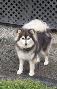Looking for Pomsky stud Listing Image