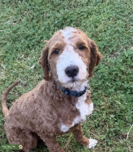 F1 Mini Goldendoodle Stud! First Time Listing Image