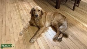 Beautiful Golden Retriever Listing Image