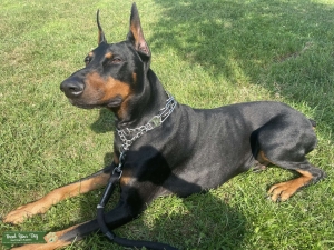 Male Doberman available for Stud Service Listing Image