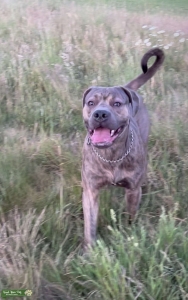 Blue brindle bandogge STUD  Listing Image
