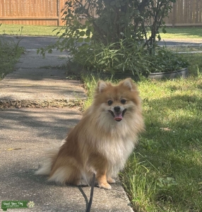Male Pomeranian looking for Female(s) Listing Image