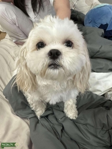 Shih Tzu Mommy to be Listing Image