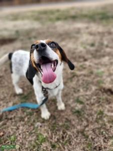 Female Beagle Listing Image