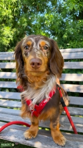 Miniature longhaired chocolate dapple Listing Image