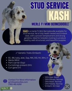 F1 Mini Merle Bernedoodle  Listing Image