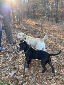 UKC Registered APBT stud looking for Bitch Listing Image