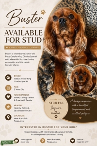 Handsome Cavalier King Charles Stud Listing Image