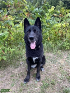 Work/Sport Prospects (Shepsky | GSD/Husky) - EMBARK DNA TSTED/OFA/SV HEALTH TESTED Listing Image