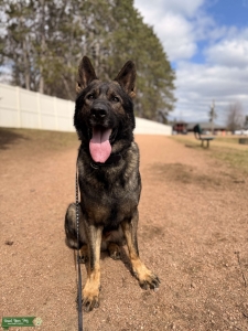 Working Line German Shepherd Dog for STUD Listing Image