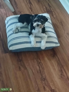 Parti-Yorkie Listing Image