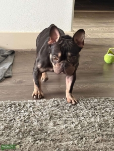 AKC Full Registration French Bulldog Stud Listing Image