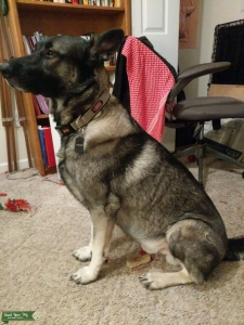 Grey German Shepherd/Belgian Malinois Listing Image