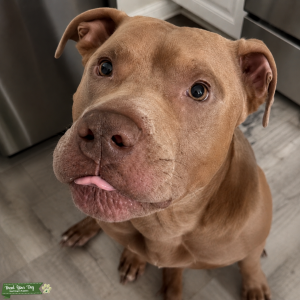 Famous Pitbull Stud Benji • Deposit Req. For Vet Testing Listing Image
