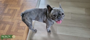French Bulldog Stud Listing Image