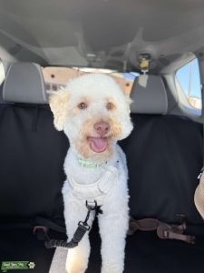 Toy Poodle  Listing Image