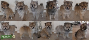 Pomsky Puppies Phoenix, AZ Listing Image