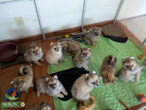 Pomsky Puppies Phoenix, AZ Listing Image