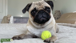 Petunia Needs a Boyfriend Listing Image