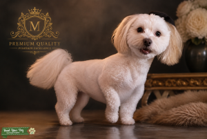 Pure Breed Havanese Listing Image
