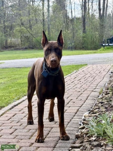 AKC Red and Rust Euro Doberman Listing Image