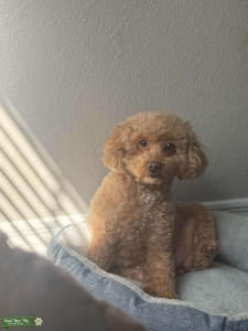 Sweet girl looking for a stud Listing Image