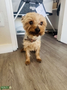 Yorkie  Listing Image