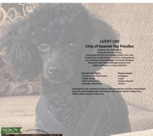 AKC Toy Poodle Stud Listing Image