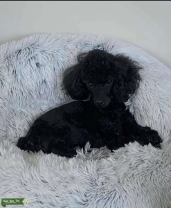 AKC Toy Poodle Stud Listing Image