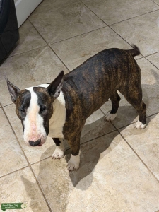 Stella is looking for her man  Listing Image