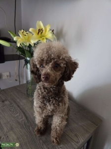 KC Reg Brown Toy Poodle For Stud Listing Image