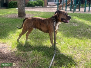 Amstaff Brown Brindle Listing Image