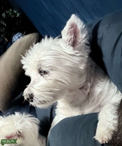 Westie gentlemen look for baby momma  Listing Image