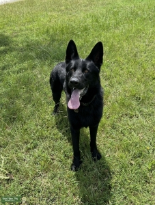 Beautiful Male GSD Listing Image