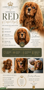Arizona Ruby OFA/DNA Proven Listing Image