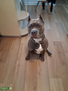 American bully pitbull Listing Image