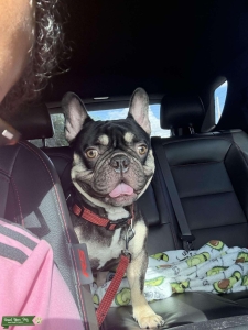 Healthy French Bulldog Stud – DNA Tested, Pedigree & Vaccinated Listing Image