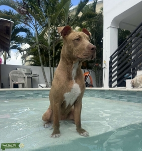 Red Nose Pitbull Stud Available Listing Image