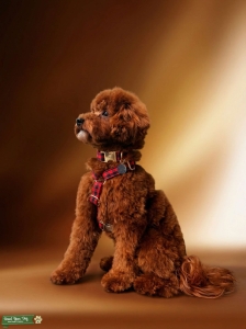 FREE Debut Stud — 10 lb AKC Red Mini Poodle (Toy Bloodline), ee Red x2, Embark 273/274 Clear Listing Image