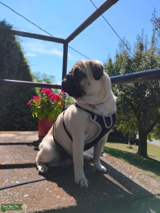 PA Pug Listing Image
