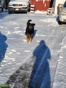 Female German shepherd border collie mix looking for Male Stud Listing Image