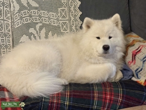 AKC Samoyed Stud Listing Image